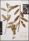 Foto von Salix cinerea L.